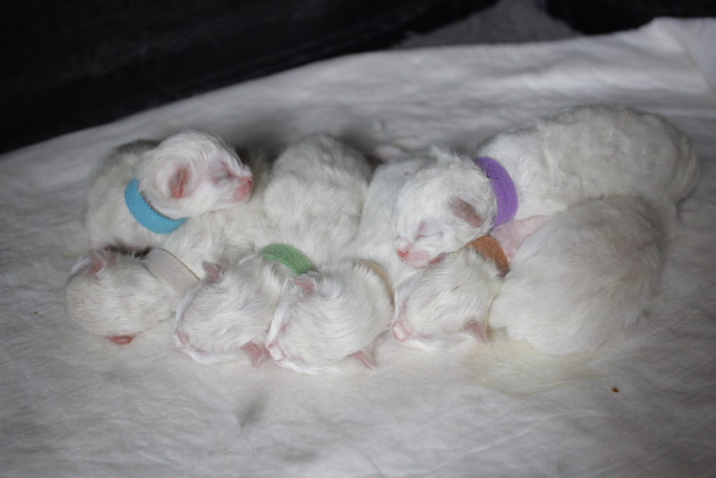 2 days old Ragdoll kittens