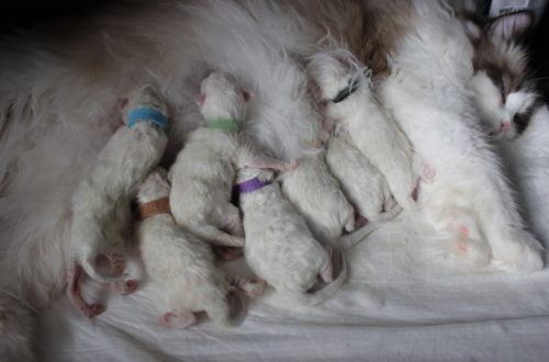 2 days old Ragdoll kittens suckling from their mother